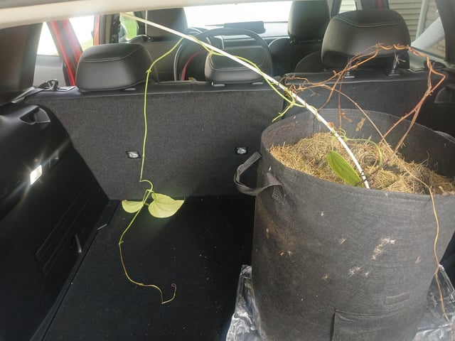 Aidez-moi avec cette plante. Please help me with this plant