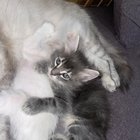 Male kittens for adoption ANNABA