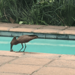 Hammerkop dipping the remains of a frog like a Ouma rusk